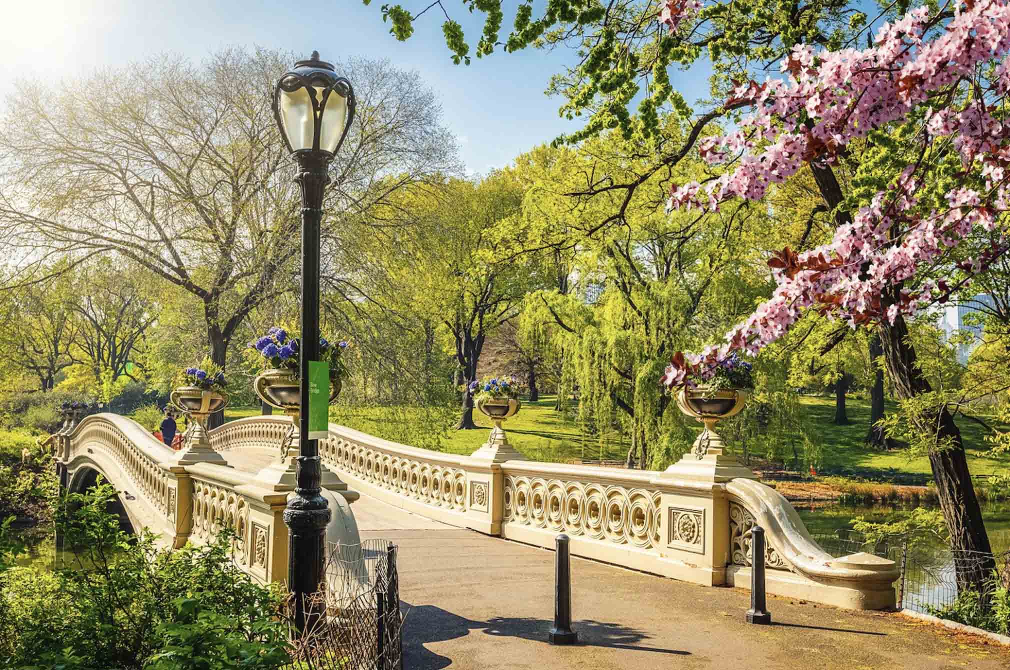 Bridge in Central Park, surrounded by trees and foliage